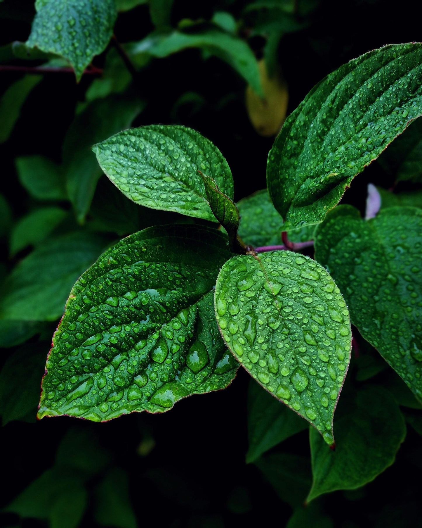 MINT FACIAL CLEANSER (100ml)