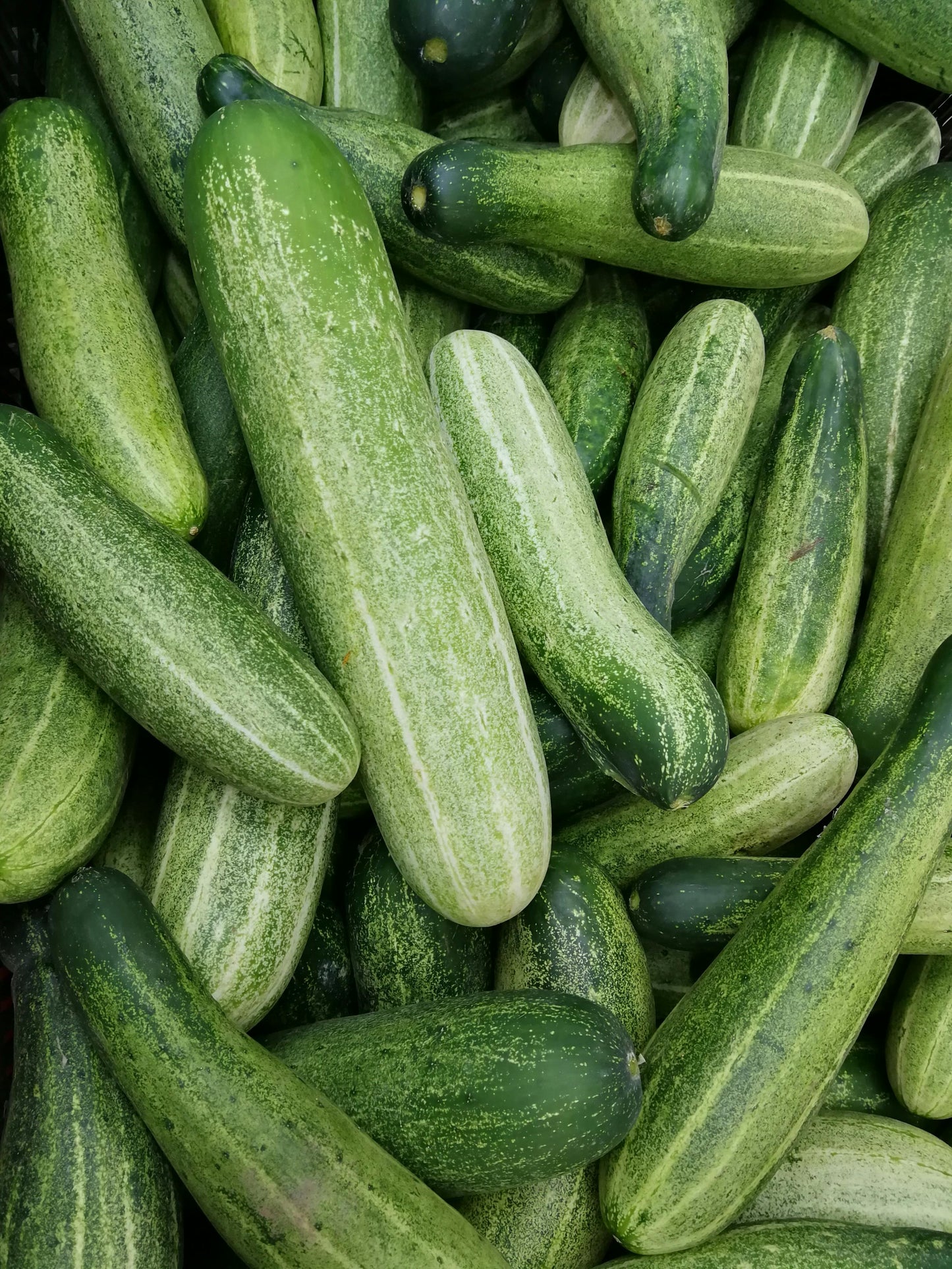 REFRESH & HYDRATE CUCUMBER SERUM (30ml)